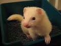 Four Ferrets!