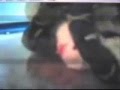 Snake-Eats-Rat-The-H