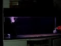 麒麟動画