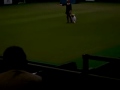 Crufts 2008 - Heelwork to Music Competition 2