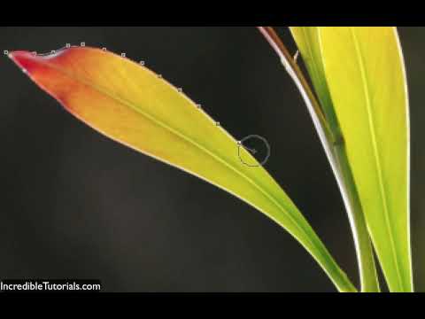 how to use the lasso tool in photoshop