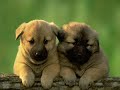 You're Breaking My Heart(Heather Mills McCartney Hate Song)