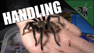 How to handle a tarantula!