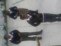 videos de pUccA!!!!!!! jajaj!!!!!