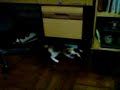 4-month-old cat