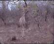 Kruger National Park 
