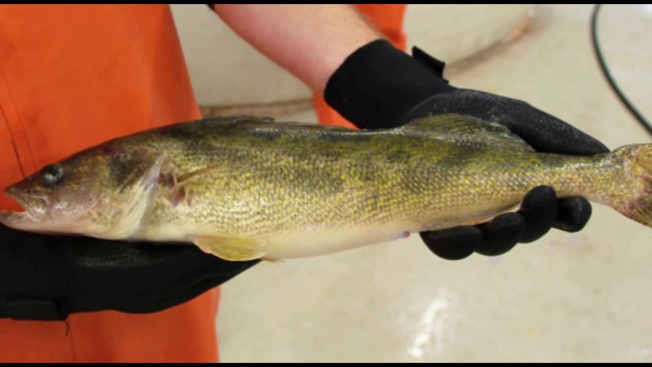 Walleye Broodstock Management