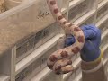 SnakeBytesTV-Snakes Striking, Snakes Feeding- Don\