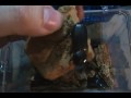 My bess beetles