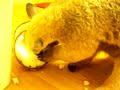 Anteater vs Coconut Anteater vs Coconut