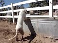 mosesvideo4.MPG