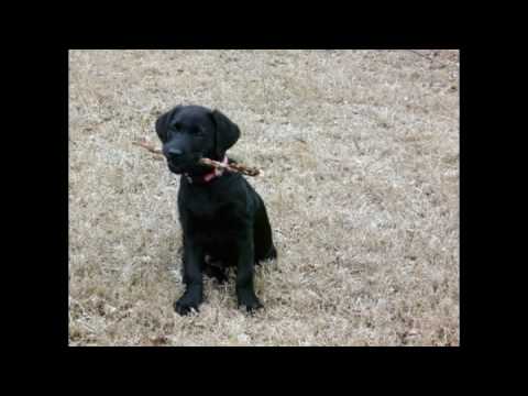 Kooks See The Sun – Funny Black Lab Puppy Named Bubba