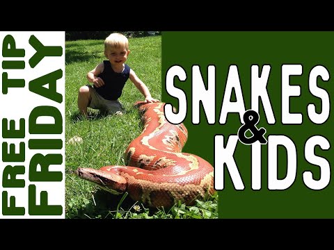 YouTube reptile video