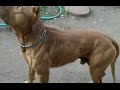O Poder Do Pit Bull The Pit Bull Dog Power (new)