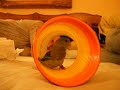 Pistol Pete - Frist Day Home