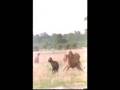 الضبع عندما يثير الاسد؟؟ Lion  vs  Hyaena