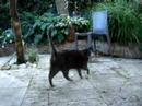 me cat in me garden
