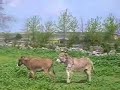 Burros jugando en Casa La Solanilla