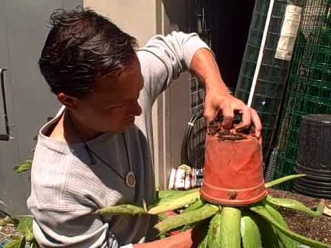 how to replant aloe vera pups