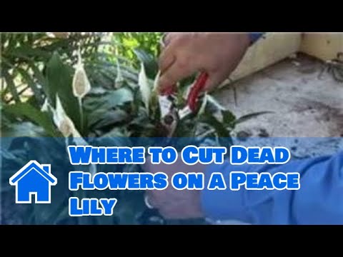 how to replant peace lily