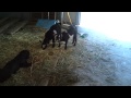 This video was uploaded from an Android phone.