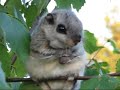 Lendorav/ flying squirrel