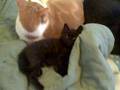 videos de Flyboy Rocco Rock sleeping with his big bro Messy Marvin