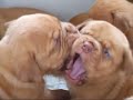 Dogue De Bordeaux puppies