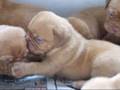 Dogue De Bordeaux puppies