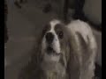 Cavalier King Charles Chasing the Christmas Train