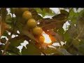 Tomaten Telersvereniging Prominent