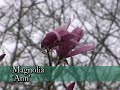 Magnolias