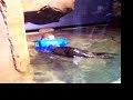 Feeding the Sea Otters