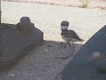 Killdeer fledging challenged by crosswalk traffic