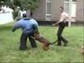 Me Being Attacked By A Police Dog