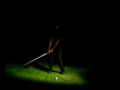Tiger Woods Nike Swing Portrait