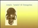 Le Sale del Museo Craveri 3.8: Collezioni non esposte Le Sale del Museo Craveri 3.8: Collezioni non esposte