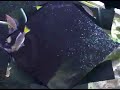 Cyprichromis leptosoma Kigoma Cyprichromis leptosoma Kigoma