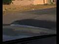 videos de Shadow Observes the Obvious (breezy chilly shadow.mpeg)
