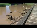 Lachlan River reaches 3 meters