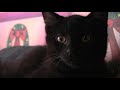 Morris the Cat alive after all these years ;) http://bit.ly/8MV2bX