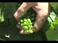 Cline Cellars Video