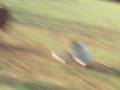 videos de jaripeo en sl