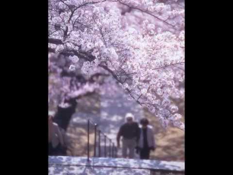 sakura