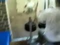 انا شاب سكس السكس فيلم سكس زب كبير نيك فى الكس و الطيز للبنات فقط