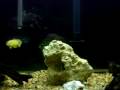 videos de BABY OSCARS - NEW HOME