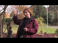 Gardening: Repelling Pests : How to Repel Paper Wasps Gardening: Repelling Pests : How to Repel Paper Wasps