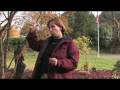 videos de Gardening: Repelling Pests : How to Repel Paper Wasps