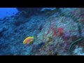 West Oahu Deep Diving 11/16/09
