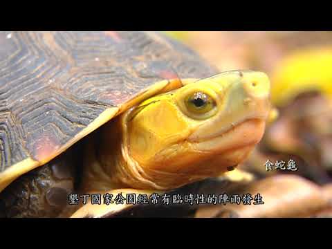 墾丁國家公園--生態影片--驚蟄　中文版